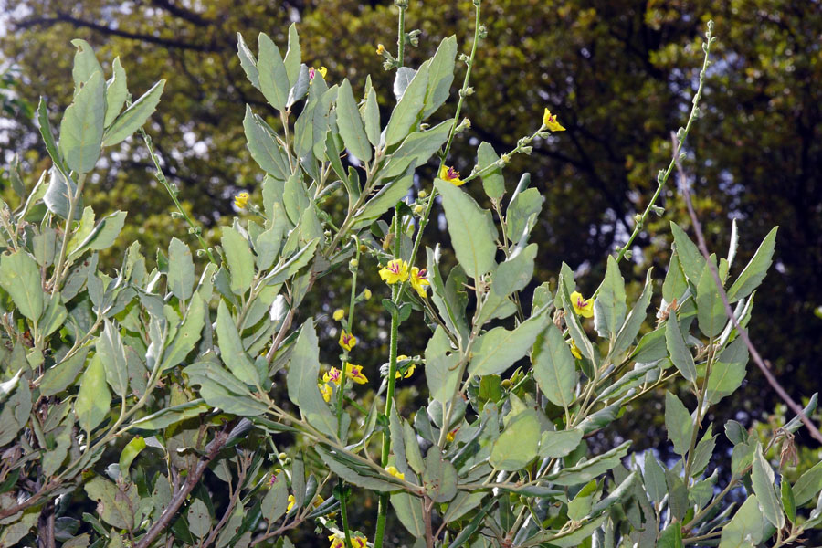 Verbascum sinuatum